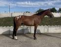 Gelding AES Anglo European Studbook For sale 2022 Other color