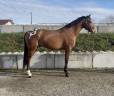 Gelding AES Anglo European Studbook For sale 2022 Other color