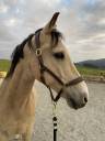 Gelding Belgian Riding Pony For sale 2011 Buckskin