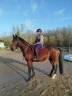 Gelding Selle Fran&ccedil;ais For sale 2022 Bay