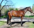 Gelding Selle Fran&ccedil;ais For sale 2022 Bay
