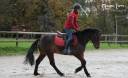 Gelding Welsh Pony (Section C) For sale 2018 Bay