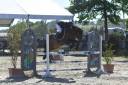 Gelding Welsh Pony (Section D), Welsh Cob For sale 2018 Bay