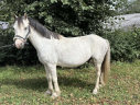 Gelding Welsh Pony (Section B) For sale 2017 Grey