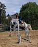 Mare Welsh Pony (Section C) For sale 2019 Grey
