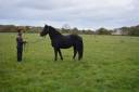 Mare No Origin Recorded For sale 2021 Black