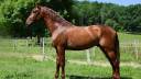 Entire PRE Pure Spanish Bred For sale 2022 Chesnut