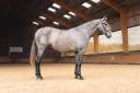 Mare PRE Pure Spanish Bred For sale 2022 Grey