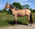 Gelding PRE Pure Spanish Bred For sale 2021 Buckskin