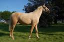 Mare PRE Pure Spanish Bred For sale 2023 Palomino