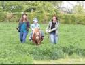 Gelding Shetland Pony For sale 2010 Chesnut