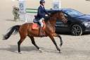 Mare KWPN Dutch Warmblood For sale 2014 Bay