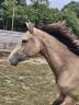 Mare Zangersheide For sale 2023 Buckskin