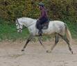 Gelding PRE Pure Spanish Bred For sale 2020 Grey
