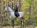 Gelding PRE Pure Spanish Bred For sale 2020 Grey