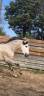 Entire PRE Pure Spanish Bred For sale 2023 Grey