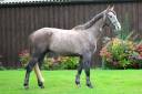 Gelding Selle Français For sale 2022 Grey
