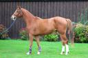 Gelding Selle Français For sale 2022 Chesnut