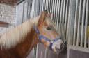 Filly Haflinger For sale 2025 Chesnut