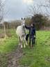 Gelding English Thoroughbred For sale 2011 Grey