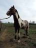 Gelding No Origin Recorded For sale 2012 Coloured