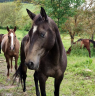 Mare Akhal Teke For sale 2017 Buckskin
