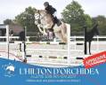 L'HILTON D'ORCHIDEA - sBs Belgian Warmblood 2017 by Blue tinka Tilia
