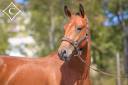 Entire Lusitano For sale 2021 Bay
