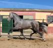 Entire PRE Pure Spanish Bred For sale 2022 Grey