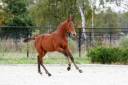 Stallion Zangersheide For sale 2025 Dark Bay