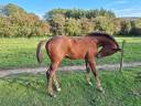 Stallion Zangersheide For sale 2025 Dark Bay