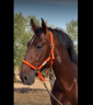Entire PRE Pure Spanish Bred For sale 2022 Bay