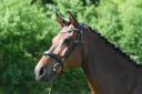 Gelding Holsteiner For sale 2018 Bay