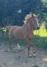 Gelding Anglo-Arabian For sale 2023 Chesnut