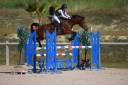 Mare BWP Belgian Warmblood For sale 2017 Bay