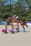 Mare BWP Belgian Warmblood For sale 2017 Bay