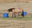 Gelding Origin Recorded For sale 2024 Buckskin