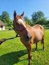 Broodmare English Thoroughbred For sale 2005 Chesnut