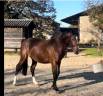 Entire French Saddle Pony For sale 2022 Bay
