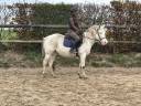Gelding Other Pony Breed For sale 2021 White