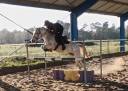 Gelding French Saddle Pony For sale 2018 Grey