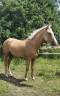 Filly Origin Recorded For sale 2023 Palomino
