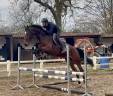 Mare KWPN Dutch Warmblood For sale 2020 Bay