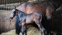 Filly Zangersheide For sale 2026 Other color