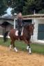 Gelding PRE Pure Spanish Bred For sale 2018 Bay