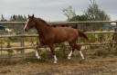 Gelding Zangersheide For sale 2018 Chesnut