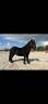 Gelding Shetland Pony For sale 2023 Black