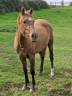 Mare Other Pony Breed For sale 2023 Chesnut