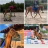 Gelding Origin Recorded For sale 2018 Chesnut