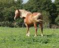 Mare Origin Recorded For sale 2014 Chesnut